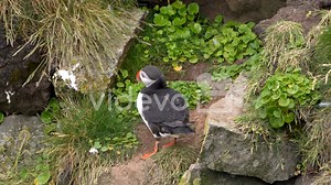 Atlantic puffin on cliff calling other birds, stable shot