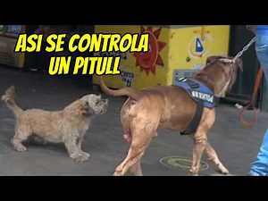 How to properly walk a Pitbull Bully dog