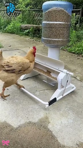 Smart Chicken Uses Machine to Get Its Food! 🐔🍴