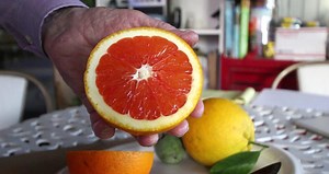 Visit a Nebraska greenhouse that grows lemons and oranges