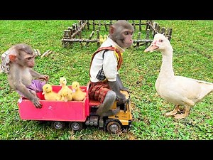 Monkey Baby Bim Bim Drives To The Pool And Make a farm for ducklings