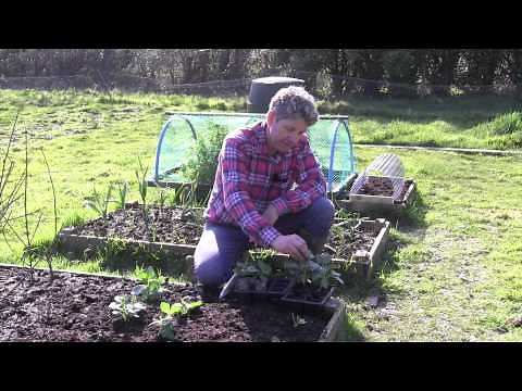 How to plant Broad beans or Fava Beans