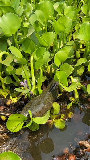 10K views · 36 reactions | Snakehead Fish Catching | Fm Ayan Fishing | Facebook