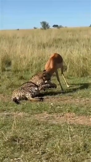 #nilefeedswherequalityisguaranteed #reelsvideoシ #fypシ゚viralシ #fypシ゚viralシfypシ゚viralシalシ #reelsfypシ #fypageシ #nilefeeds #reelsviral #trendingreelsvideo #reelschallenge #reelsviralシ #fyp #follower #wildanimals #nature #naturelovers #naturephotography #natural #adventure #travel #viral #travelling #travelgram #africa #fyp #kenya #follower | Nile Feeds and Cereals Supplies.