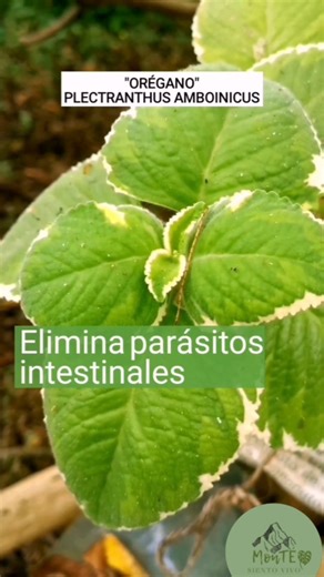 ¿Cómo se llaman en tu país y para qué las usas ?🌱💚 En Colombia HIERBA LIMÓN Alivia dolores de cabeza y migraña. Desintoxica el cuerpo, elimina toxinas, defiende de los radicales libres y controla los niveles de colesterol malo. Promueve la circulación sanguínea y fortalece el corazón Combate la ansiedad y las convulsiones. Combate germenes, bacterias y amebas… Trata la fiebre: ayuda a regular la temperatura corporal. Mejora la digestión, ayuda contra vómitos, acidez estomacal, estreñimiento, d