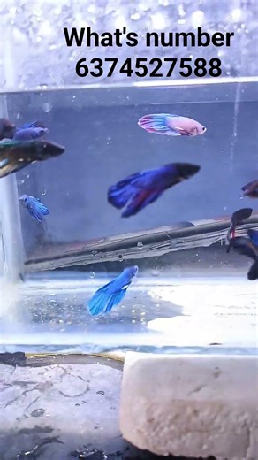 #bettafish #bettafishtamil #femalefish #aquariumfish #localbetta‪@Colour_fish_squad_official‬