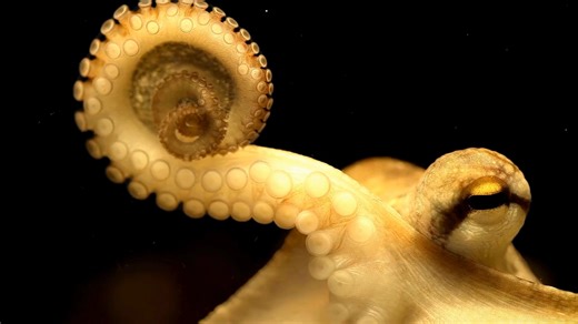 Octopuses are meant to live in the ocean, not to be raised in barren tanks and fattened for food. Yet, around the globe, there is growing interest in developing this unsustainable, inhumane practice. Learn more about octopus farming—and what you can do to help stop it—at awionline.org/octopus. | Animal Welfare Institute