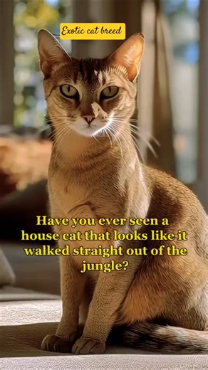 The Chausie Cat Breed Explained in 60 Seconds 🐆 | Traits, Size, Personality & Care #shorts