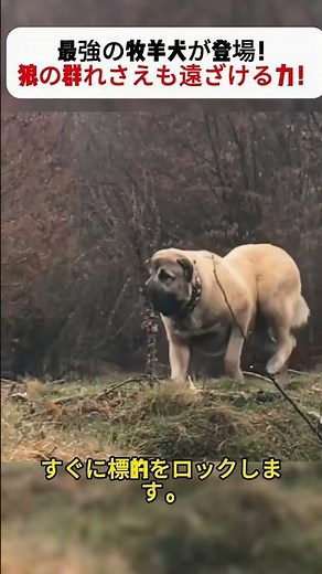 Introducing the ultimate sheepdog! Its power can even keep packs of wolves at bay! #Sheepdog #Loy...