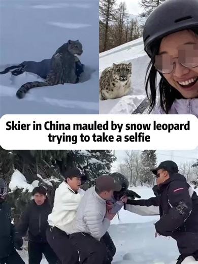 Skier Attacked by Snow Leopard in China: A Cautionary Tale