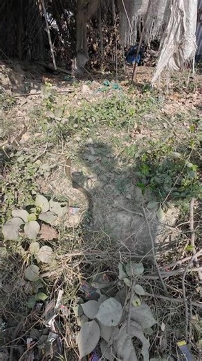 Baby of King Cobra Spot in Drain