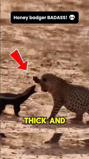 The Most Aggressive Mammal on Earth! #honeybadger