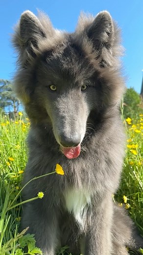 @my_blue_wolf_ on Instagram: "When your eyes match the yellow of the buttercups 🌼💛 @my_blue_wolf_ . . . . . . #buttercups #springflowers #spring #springtime #flowers #wildflowers #meadow #beautifulview #mybluewolf #bluewolf #bluewolfdog #wolfdog #yellow #yellowflowers #yelloweyes #ambereyes #wolf #wolves #alaskanmalamute #husky"