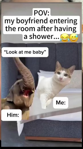 helloamericans (@helloamericans)’s videos with original sound - helloamericans