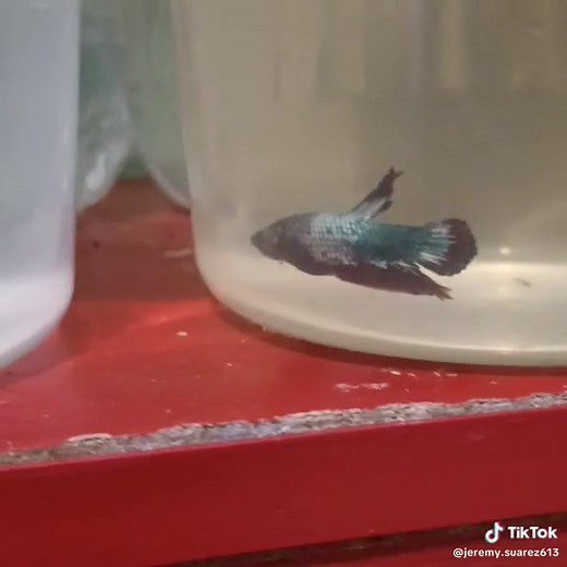 Jeremy Suarez (@jeremy.suarez613)’s videos with original sound - Jeremy Suarez