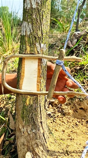 Survival bushcraft skills: Diy Trap creative ideas #trap