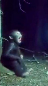 HE RAISED A BABY BIGFOOT FOR 10 YEARS — THEN ITS MOTHER CAME BACK
