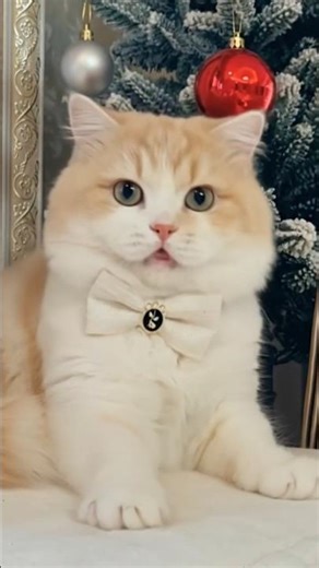 Cutest Cat Fashion Show 🐾 | Which one is your favorite?🙀#gigil, #CATs, #kittens, #funnycats, #shorts