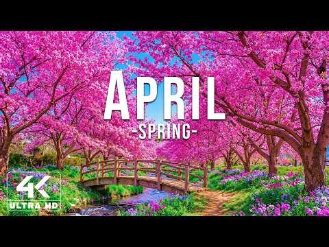 April 2026 – Spring Blossoms 4K 🌸 Cherry Blossoms, Lavender Hills & Tranquil Rivers