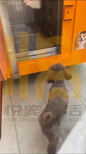 Automatic Dog Washing machine | Shanghai dog service