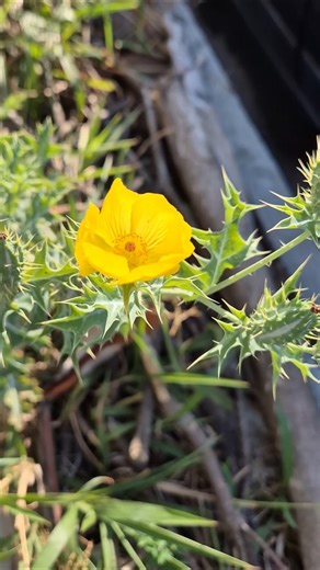 Cardo amarillo🌵 | Argemone mexicana #cardoamarillo #chicalote #amapolaespinosa #plantas