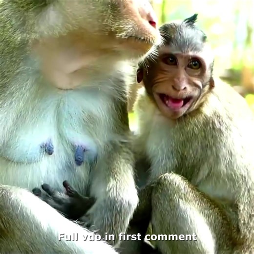 Crying H.u.rt ter.ri.ble/Baby Pepper crying seizures loudly hug mom because ask milk failed 😁 Check full vdo in first comment | Hello Monkey