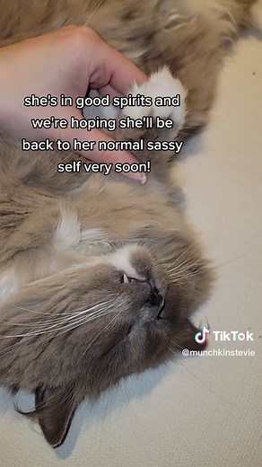 How to Treat Cat Limping: Tips for Helping Your Injured Cat