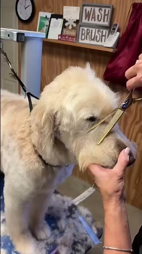 🐶 DOG GROOMING CLIPPER Proper Use