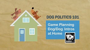 47K views · 450 reactions | Rescuers, Shelter Workers, New Adopters ... This is for YOU. For any and all breed types and mixes: Some of our best tips for smoothing great dog/dog intros in the home post-adoption. Part of our ongoing series of How-tos Videos, with more to come. Share, embed, enjoy! --> (Remember to turn up the sound!) | BAD RAP | Facebook