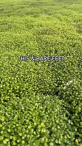 4.4K views · 28 reactions | It might not be clover, but you’ll feel...