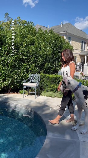 It’s a Great Dane not a horse 😫 #bigdogproblems #greatdane #bigdogtok #talldogsquad #smile #petsofTikTok #summervibes #remix #nightroutine