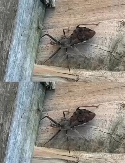 Urgent help needed! My father was bitten by this bug we found at home. We don’t know where it came from. Is it dangerous? What should we do? 😱SEE MORE⤵️ | DaSha TaRaan