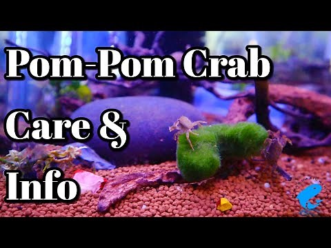 Pom Pom Crab Freshwater Care and Information (PTYCHOGNATHUS BARBATUS)