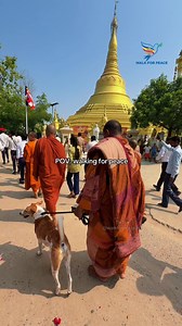 Walk for Peace: Buddhist Monks and Aloka the Peace Dog Peace Walk