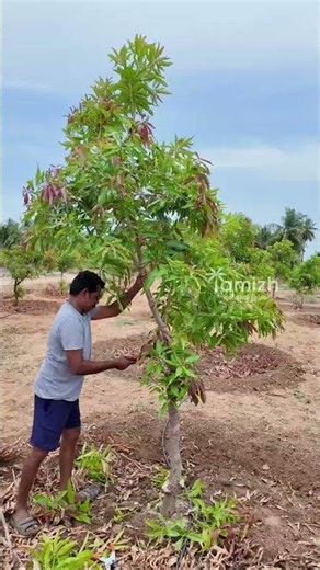 Mango Pruning - For Right Tree structure & Good Yield #mango #pruning #farming #maintenance