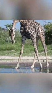 The Enemy of the Heights: Who Dares Attack a Giraffe?