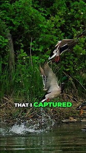 One Wild Moment | Amazing Duck Takeoff, My Favorite Shot of the Year