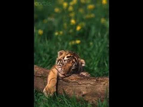 Μιλτιάδης Πασχαλίδης - Νανούρισμα