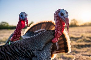 The Telltale Differences Between Male and Female Turkeys