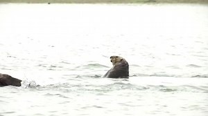 Why sea otters are a secret climate warrior