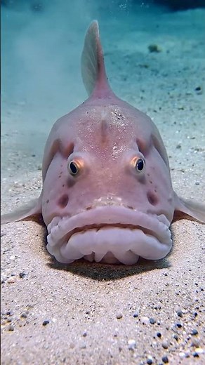 Blobfish in Real Life | Deep-Sea Stillness Explained