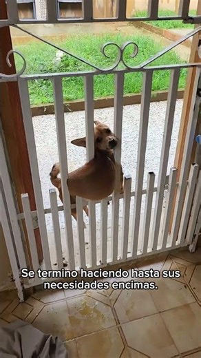 PERRO ENTRE REJAS