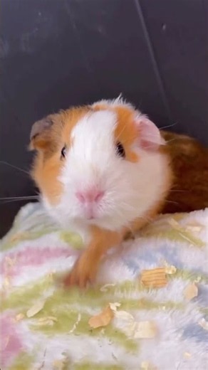 Who's The Sweetest Of Them All? 🍓🐹