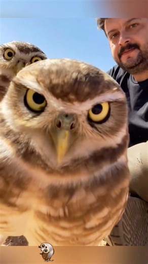 What is the difference between an owl and a cat?🦉#owl #funnyowl #animals #fyp #shorts