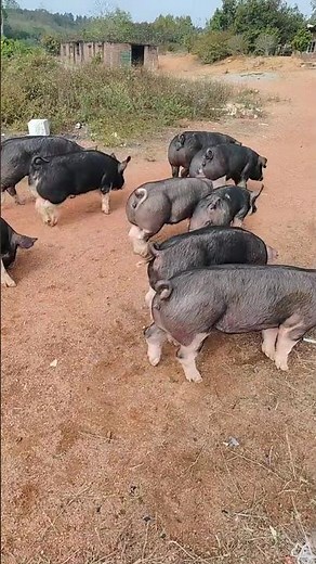 Daily Exercise: How Chinese Farmers Keep Their Pigs Healthy and Happy 👀
