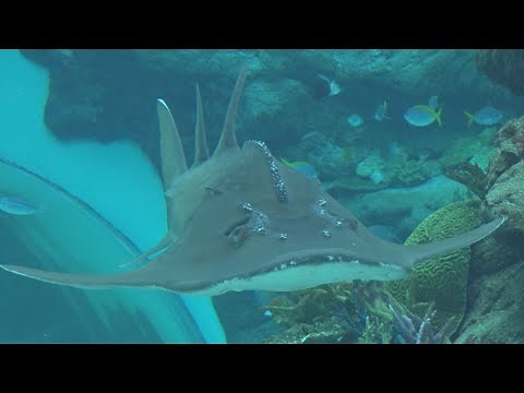 ＜すいスイっと＞ シノノメサカタザメ