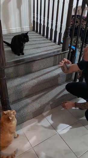 Black Cat Meows And Hisses At Magic Card Trick