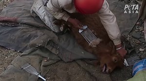 PETA clip shows horrific treatment of goats in Mongolia and China