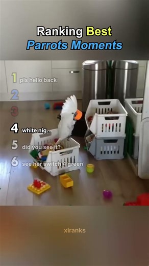 5 Best Parrots Movements