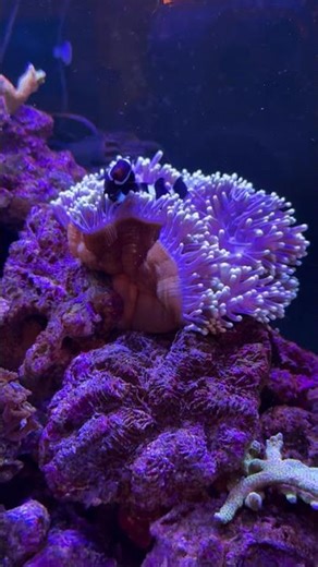 Poisson clown vs anémone